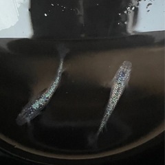 高級メダカ170匹前後+屋外飼育棚、プランター等の用具一式