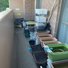 高級メダカ170匹前後+屋外飼育棚、プランター等の用具一式