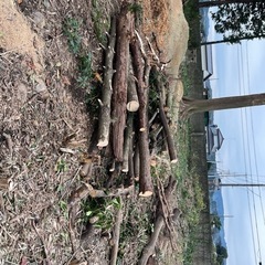 薪・木・解体木…等　無料で差し上げます。10月26.27.28日限定