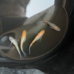 高級メダカ170匹前後+屋外飼育棚、プランター等の用具一式