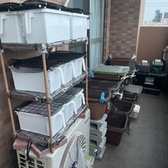 高級メダカ170匹前後+屋外飼育棚、プランター等の用具一式