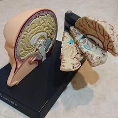 ノバルティス 脳 スライス 模型