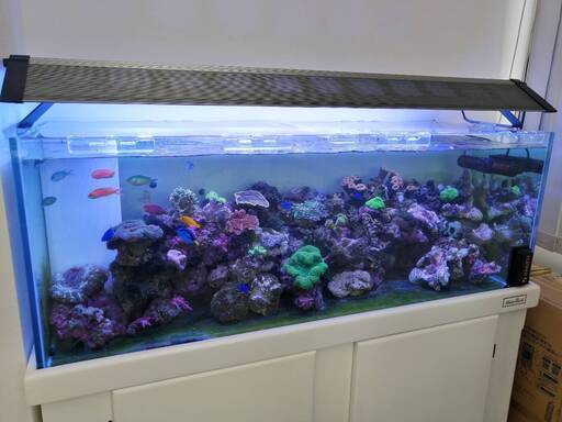 アクアリウム 海水魚 を仕事にしませんか Kaneki 金町の軽作業の無料求人広告 アルバイト バイト募集情報 ジモティー