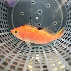 水槽 正社員の求人情報 ジモティー