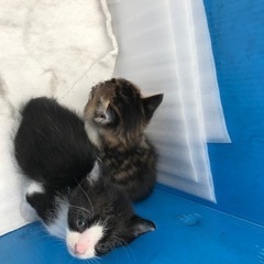 急募　仔猫ちゃん💕　家族が決まりました^ ^ - 中津市