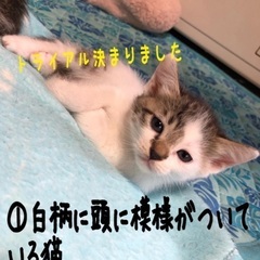 猫里親募集【幸せハイタッチ