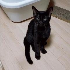 🐾7月生まれの黒猫♂「臆病者のラッくん」 − 福井県
