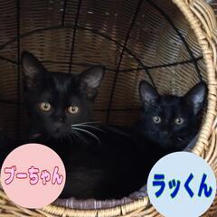 🐾7月生まれの黒猫♀「ブーちゃん」 − 福井県
