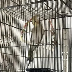 オカメインコ シナモン