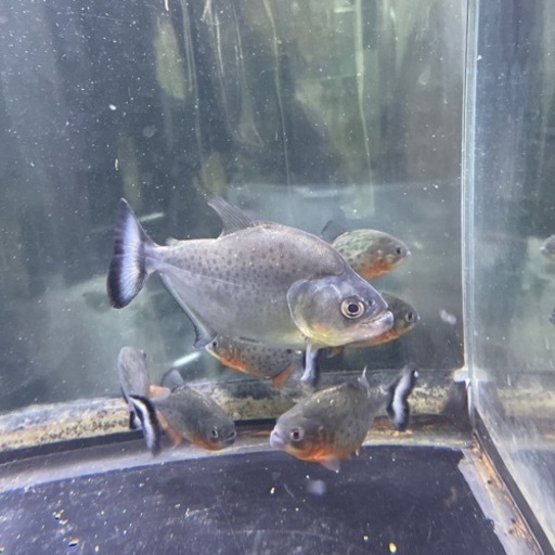 ピラニア 7匹