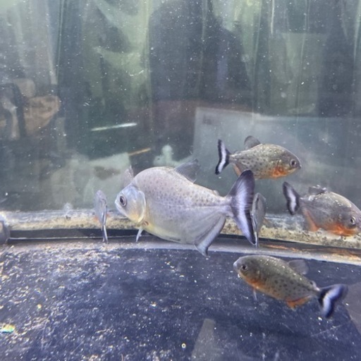 ピラニア 7匹