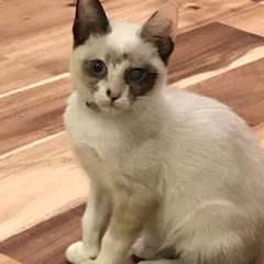 シャム猫みたいな青い眼のニャンコです。ワクチン済み