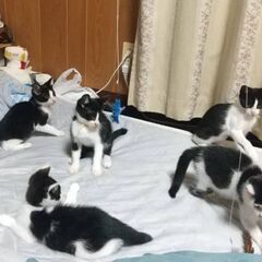 8ヶ月の白黒子猫5匹