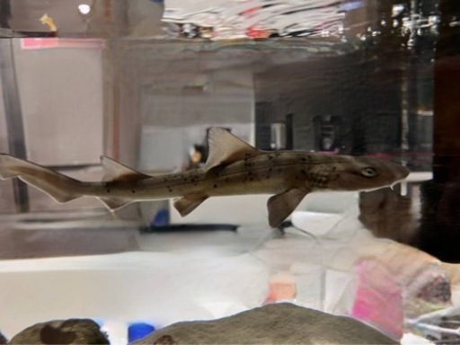 ドチザメ サメ 海水魚 生体 観賞魚 アクアリウム 熱帯魚