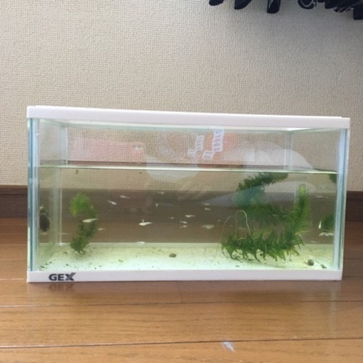 メダカの稚魚約55匹貝4匹＋水槽セット