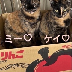 猫のひだまり🐾仲良し姉妹里親さん募集です