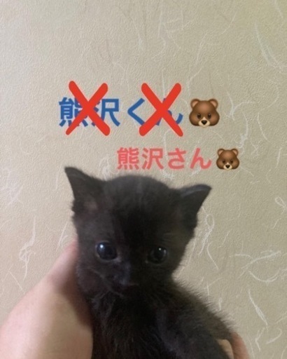 猫のひだまり 小熊みたいな可愛い子猫里親さん募集 猫のひだまり 箕島の猫の里親募集 ジモティー