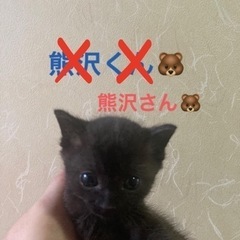 猫のひだまり🐾小熊みたいな可愛い子猫里親さん募集