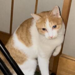 正式譲渡済み　人好きなきれいな猫　オス　2~3歳（推定） − 東京都