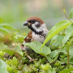 白鳥飛来地に行きませんか（写真撮影・日帰り）