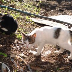 白黒子猫三匹 (10/26さらに画像更新しました) − 和歌山県