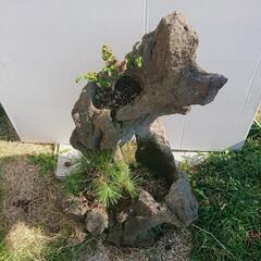 庭石 盆栽