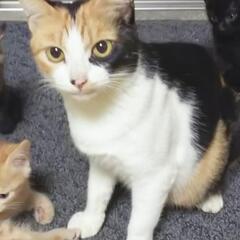 推定１～２才の美人三毛猫さん