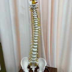 トワテック　脊柱骨模型　台座付き