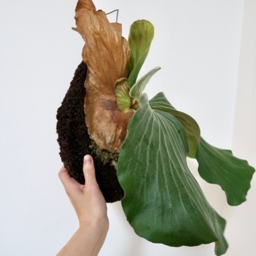 特価】ビカクシダ エレファントティス ヘゴ板付け