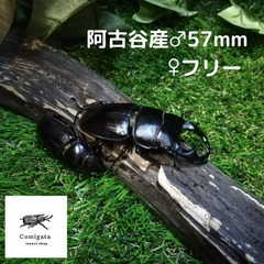 【新成虫！阿古谷産】オオクワガタペア ♂57mm ♀フリー 即ブリ個体