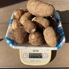 無農薬栽培　サトイモ(掘りたて新物泥付)  1kg