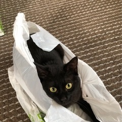 黒猫のクロくんです🐈‍⬛オス猫です