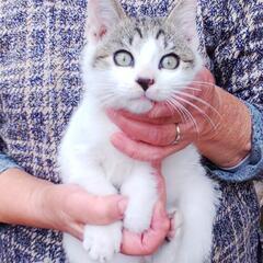 里親さん決まりました🐾どなたかお婿さんにもらってください🐾の画像