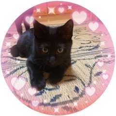 正式譲渡😺黒猫　6ヶ月　女の子