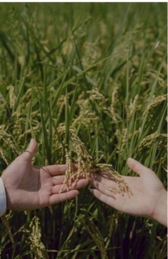 厚木市産のお米30キロ