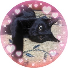 正式譲渡😺黒猫　4ヶ月　男の子