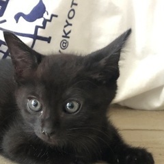 黒猫男の子4ヶ月❤️ゴロスリかわい子ちゃんです。