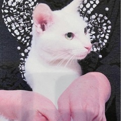 真っ白な猫ちゃん福きたれ✨ - 猫