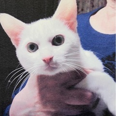 真っ白な猫ちゃん福きたれ✨ − 奈良県