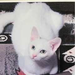 真っ白な猫ちゃん福きたれ✨ - 大和高田市