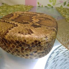 現品販売 12.000円沖縄三線専用蛇皮強化(二重張)チーガ、胴巻き、滑り