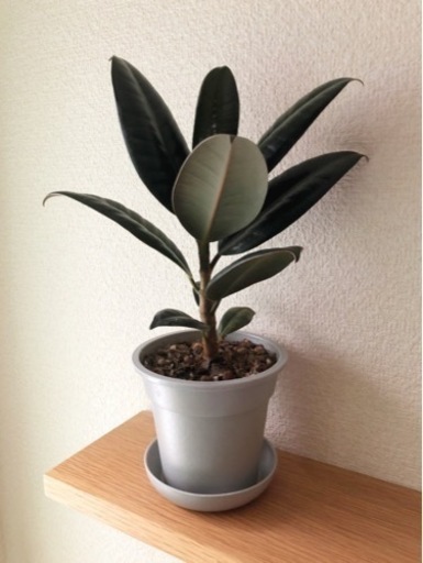 観葉植物　フィカス・バーガンディ③　30cm　グレーカラー3.5号鉢と受け皿付き