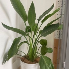 ストレリチア　1鉢　観葉植物