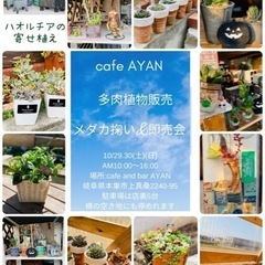 cafe AYAN にて　多肉植物販売andメダカ掬い🐟
