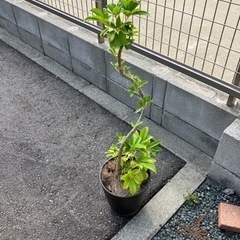 【決まりました】観葉植物