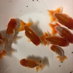 宇野系らんちゅうA