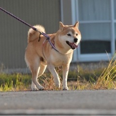 岸和田（南海）でソフトテニスをしませんか？