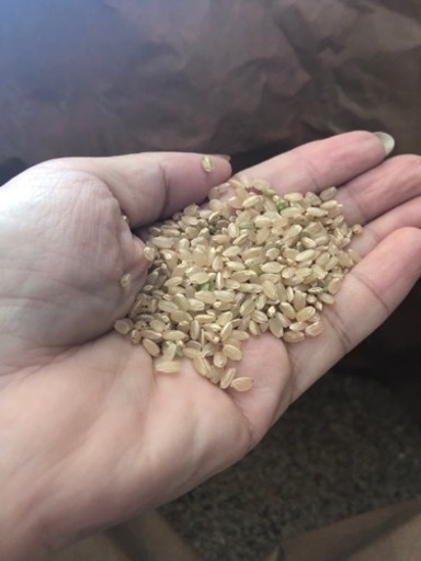 令和新米 京都玄米 農薬不使用 有機肥料 ヒノヒカリ キロ 限定