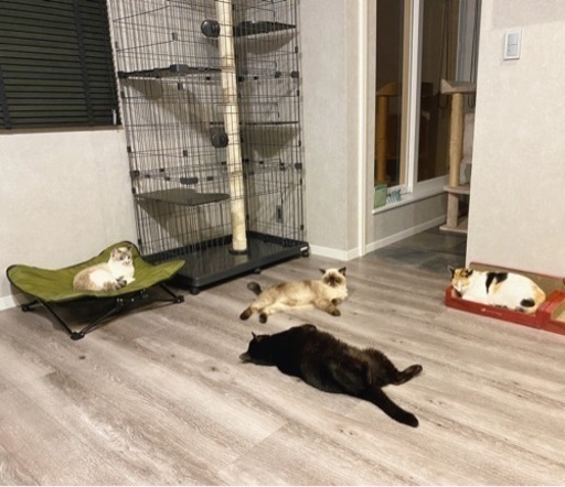 キャットケージ　ワイド　3段　爪研ぎ付き