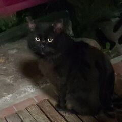 黒の長毛（中毛）猫さがしてます😭😭の画像